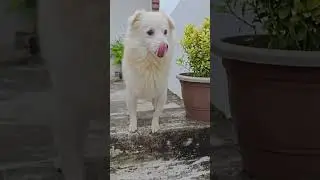 Champ #dog #cute #beautiful #shorts