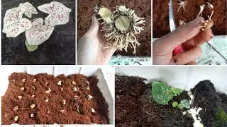 How to propagate Caladium 'Strawberry star' from Tubers