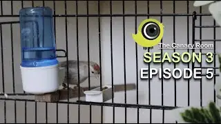 The Canary Room Season 3 - Episode 5 (Full episode)