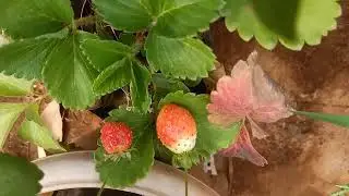 Strawberry fruit plant #garden#plant#plant