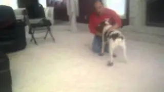 dazed dog