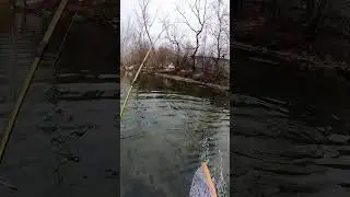 Big brown from a local creek! #trout #troutfishing #fish #fishing #fishinglife #creek
