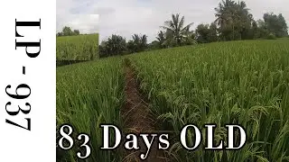 21.Longping-937(83Days OLD, 20x20,1 tanim per tundos, manipis pero baka sakali)