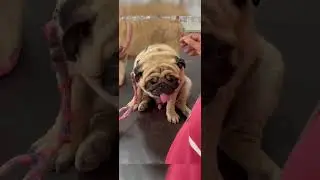 Eyes Infection in Pug Dog Breed #pug #animal #dog