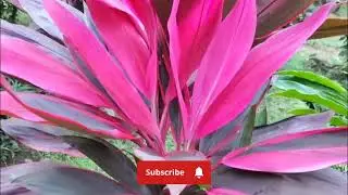 Plantas de Gengibre  Rojo en el Jardin. 