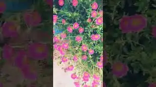 😱😱table rose our terrace garden 🥰🥳🤩🤩🤩😱 #garden #nehalic #shorts #nature #trending