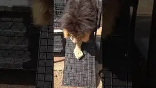 Lion king uses the ramp for the first time #animals #wildlife #lionstv #lionsshare #lionslegacy