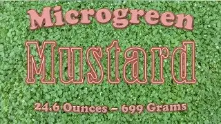 How to Grow Mustard Microgreens the IHG Method