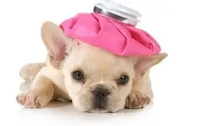 Children Who are Cruel to Animals