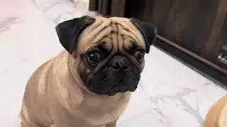 PUG Eating SOUNDS ❤️| CHEEKU AAJ NEW DOG FOOD KHAA RAHA HAIN!!😂#funny #pug #asmr #labrador #viral 