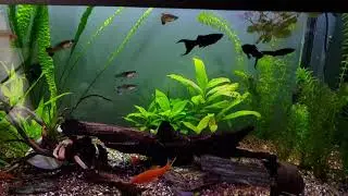 Korekcja ph/KH czekamy na efekty !🌿🌿🌿🌿🌱🌱🌱🌿🌱🌿🌱