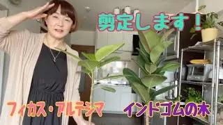 フィカス・アルテシマとインドゴムの木の剪定作業