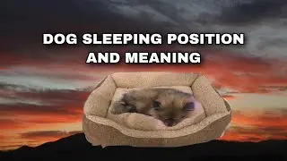 7 DOG SLEEPING POSITION AND MEANING