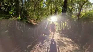 Cascade Kauri Track