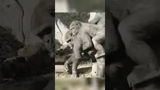Gorilla were scolded by their father #babygorilla #wildlifeentertainment #zoo #fypシ゚viral  #cute