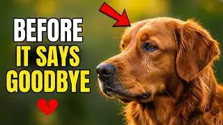 10 Signs Your Dog Is Dying (And You Need to Know Now)💔