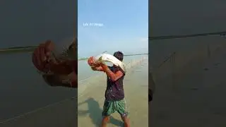Unbelievable River Big Fish Catching || Prawn Fish Catching ||Amazing Fishing