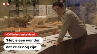 Japanners proberen laatste 100 wilde bergkatten te redden