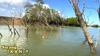 Ikan penunggu akar pohon bakau!! Mancing kakap putih umpan udang hidup