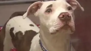 Cedar Bend Humane Society