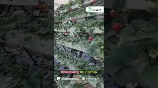 Strawberry NFT Setup #popular #shortvideo #nature #viralvideo #shorts #noida #hydroponics