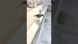 Crow Days🪶 #kaakaa #natureguy