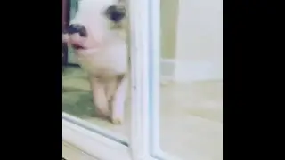 Darla the Pig :: Giving the Mirror Kisses