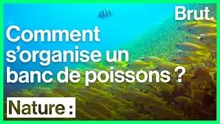 Comment s'organise un banc de poissons ?