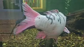 Giant white koi fish and shark cat fish
