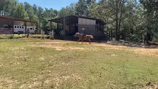 Famous N Fancy MN Youth Ranch Rail Pleasure 2023 PAC World Championship