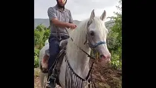 فێركاری ئەسپ سواری..لەگەڵ ڕاهێنەر ..بڕوا ابوبكر..بەشی دووەم