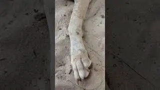 A small moment of cleaning My Dog's paw #shorts #dog