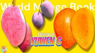 YUWEN 6 - A Complete Review || One Of The Best Varieties Among Bigs From Taiwan || King Of Chakapath