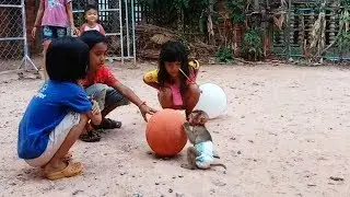 Baby Dodo Very Surprise To Have A Lot Of Friends To Play With