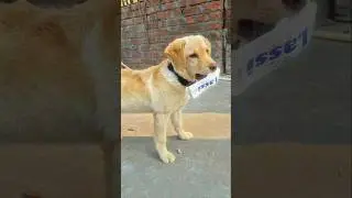 banao mere chori chori videos 😅#puppycare #funny #labrador #puppylove