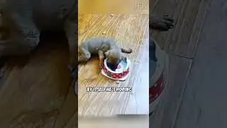 A puppy that can't walk🐶 #pets #rescuedog #dog #animalrescue #animals #rescue #puppy #cute