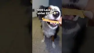 Суперфуд для питомца.🥕👨&zwj;🌾#dogs s #cute #pets #food #funnyvideo