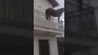 Juan el caballo😎
