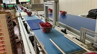 MÁQUINA EMPAQUETADORA FLOW PACK PARA ENVASADO DE FRESAS EN BANDEJAS. RGDMAPE, S.L.