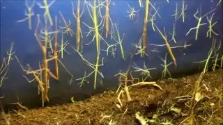 BRUTAL cleaning aquarium with walking sticks (stick insects,stick bugs,Phasmatodea), VigoZoo, Spain