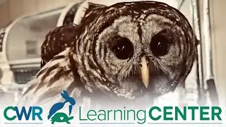 Introducing: The CWR Learning Center