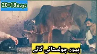 Pure cholastani 🐄 for sale UK Animal Tv 
