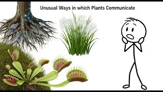 Unusual ways in which Plants Communicate