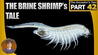 The Brine Shrimp's Tale