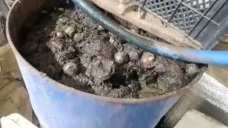 Всходы малины сорт Маравила 