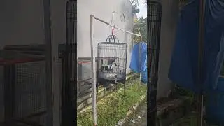 murai batu Medan isian mewah