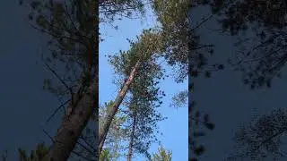 How to remove a balsam fir