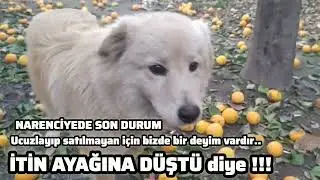NARENCİYEDE SON DURUM Ucuzlayan ve satılmayan için bizde bir deyim vardır İTİN AYAĞINA DÜŞTÜ diye !