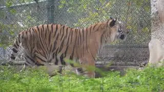 TIGER | 