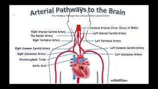 TUTORIAL ON ARTERIAL PATHWAYS OF OXYGENATED BLOOD FROM THE HEART TRAVELING TO THE BRAIN